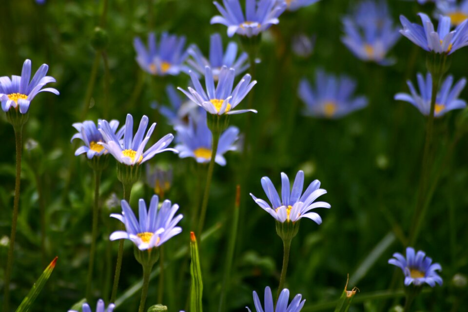 Garden spring floral