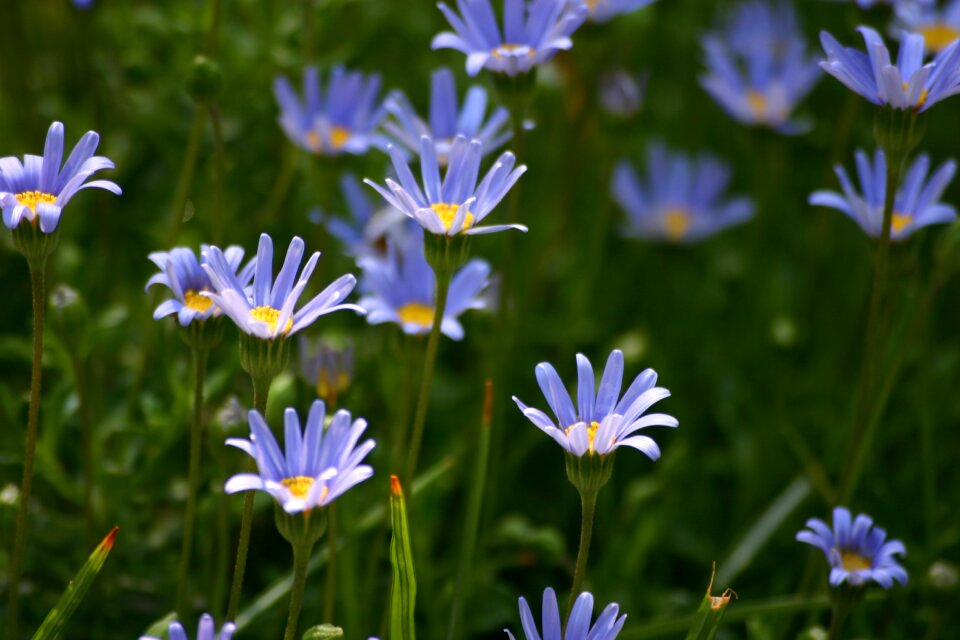 Garden spring floral photo