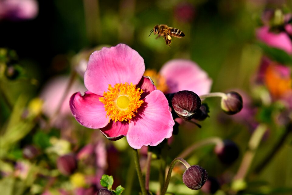 Bee insect flight
