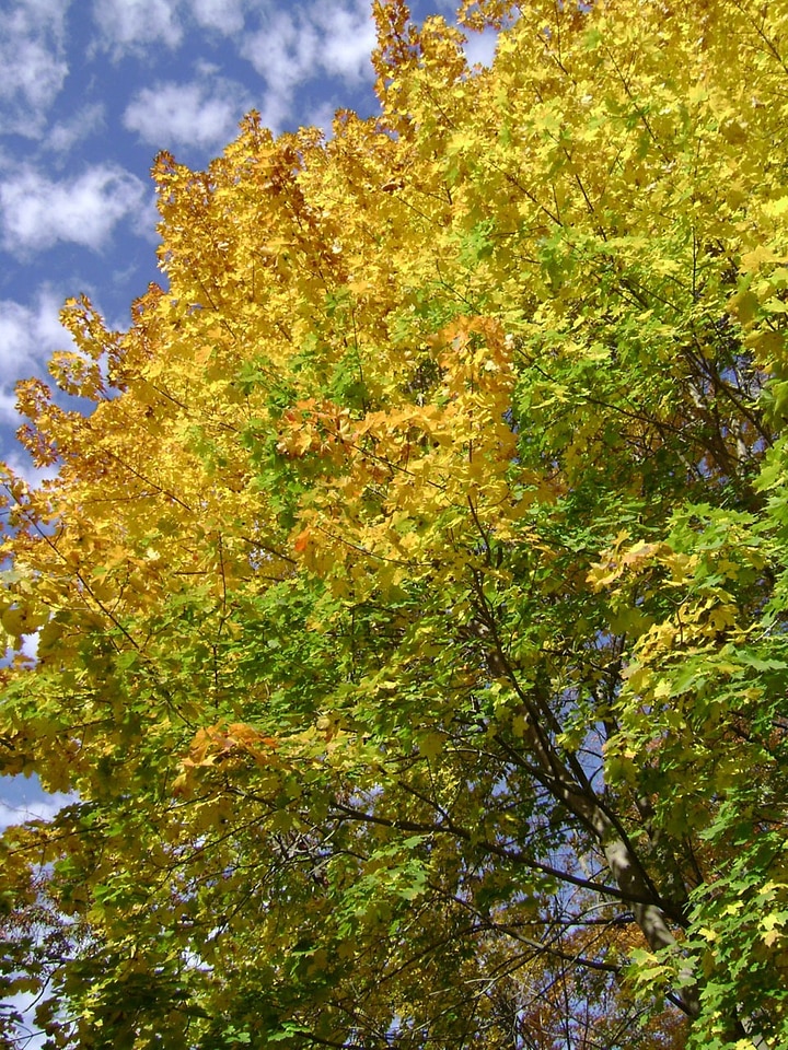 Autumn color colors
