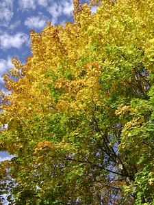Autumn color colors