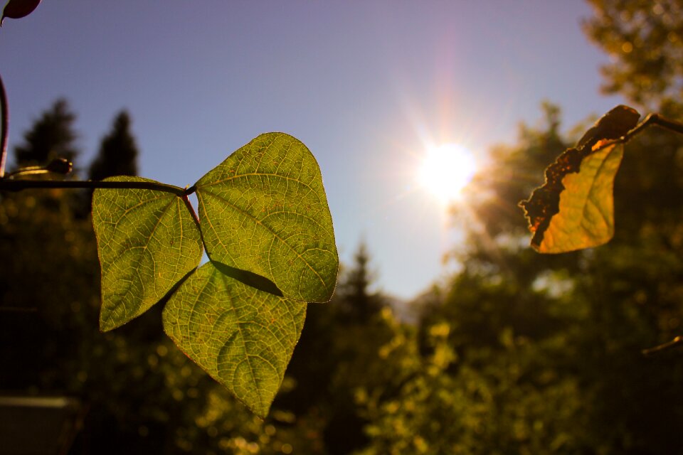 Sun light green
