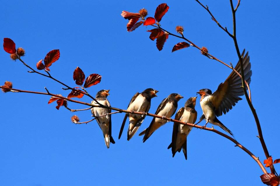 Four in a row five feeding