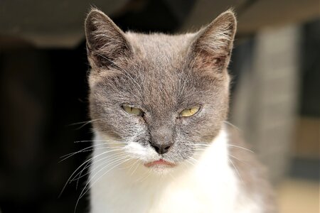Grey and white cute domestic