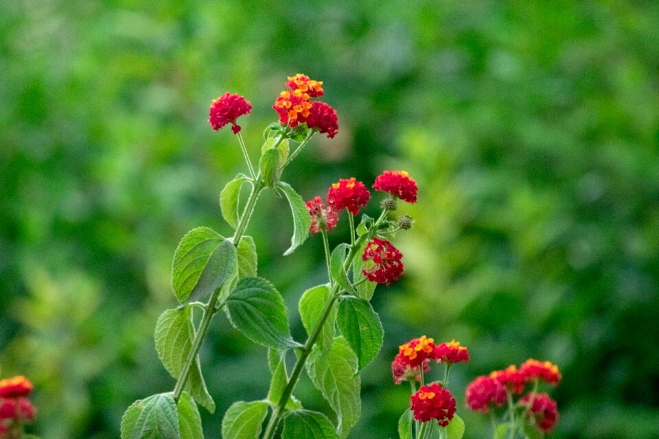 Red orange beautiful