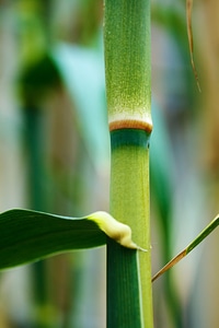 Asia bamboo branch