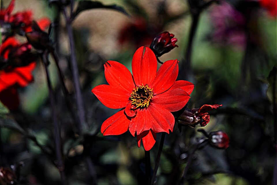 Petal pistils stamens