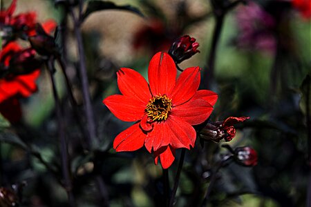 Petal pistils stamens