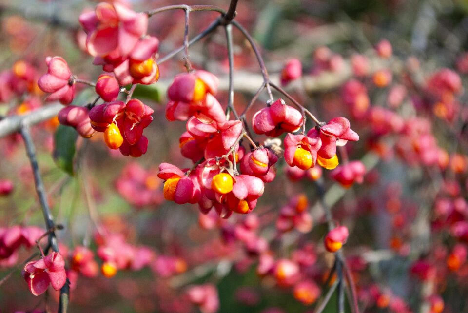 Nature blossom bloom