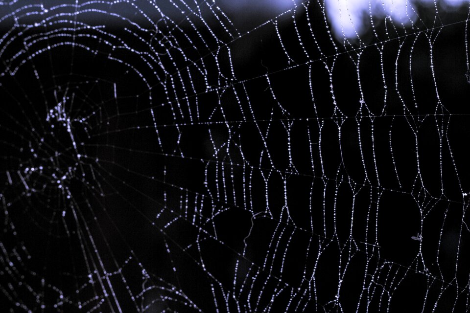 Close up insect web