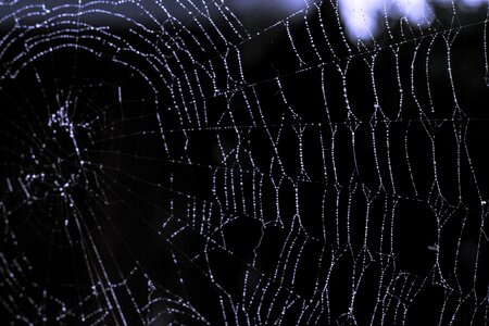 Close up insect web