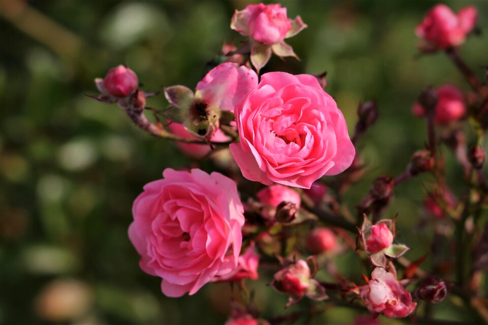 Bloom blossom autumn