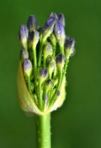 Leek greenhouse early leek flower photo