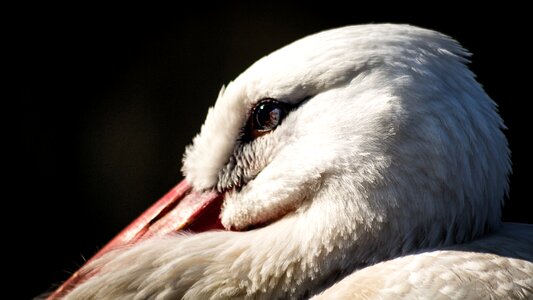 Bird rattle stork nature photo