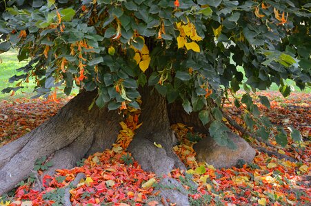 Tribe leaves nature