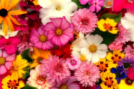 Compilation decorative flower arrangement photo
