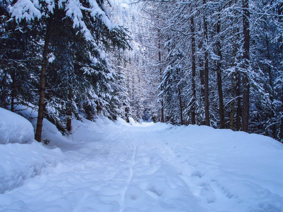 Winter nature forest