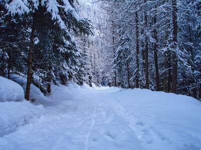 Winter nature forest photo