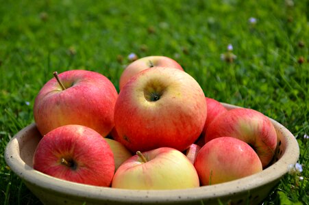 Fruits garden apfelernte