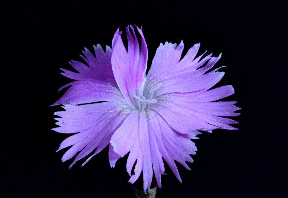 Close up macro photography blossom