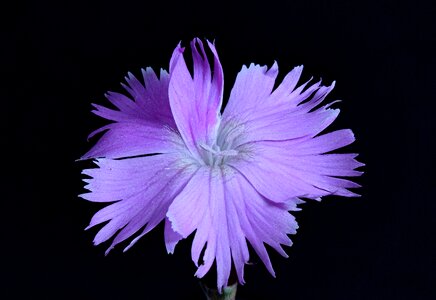 Close up macro photography blossom