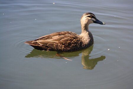 Fauna wildlife water