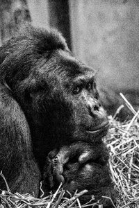 Hominid animal mammal