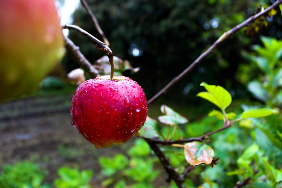 Apple creole field