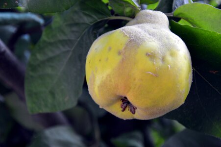 Pome fruit kernobstgewaechs roses
