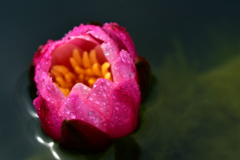 Flower pond nature photo