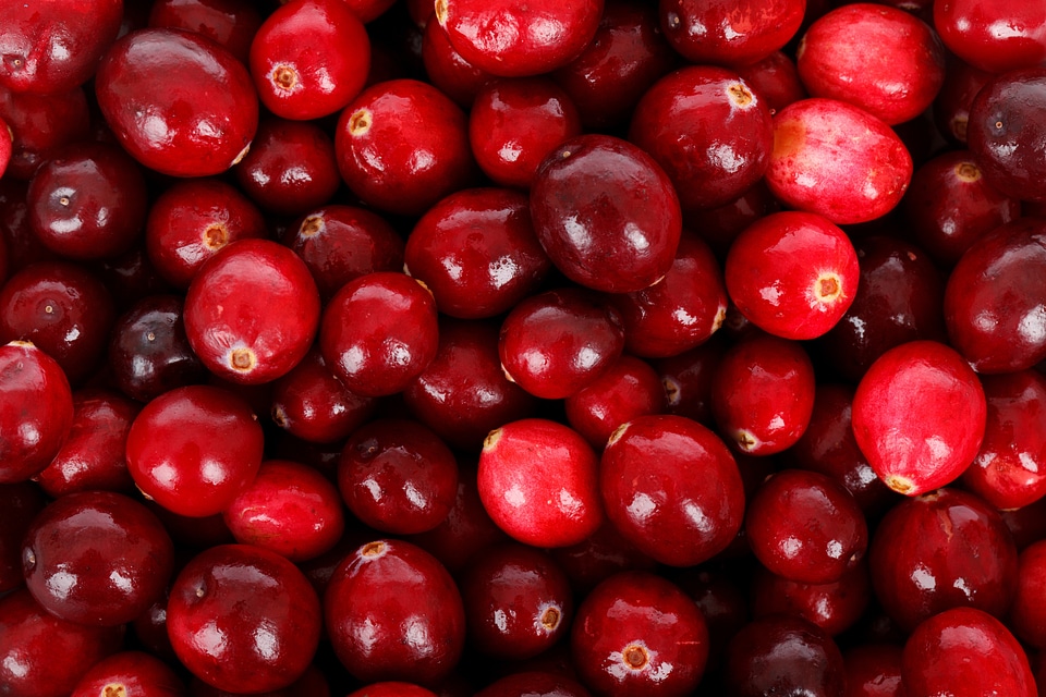 Backdrop background berry
