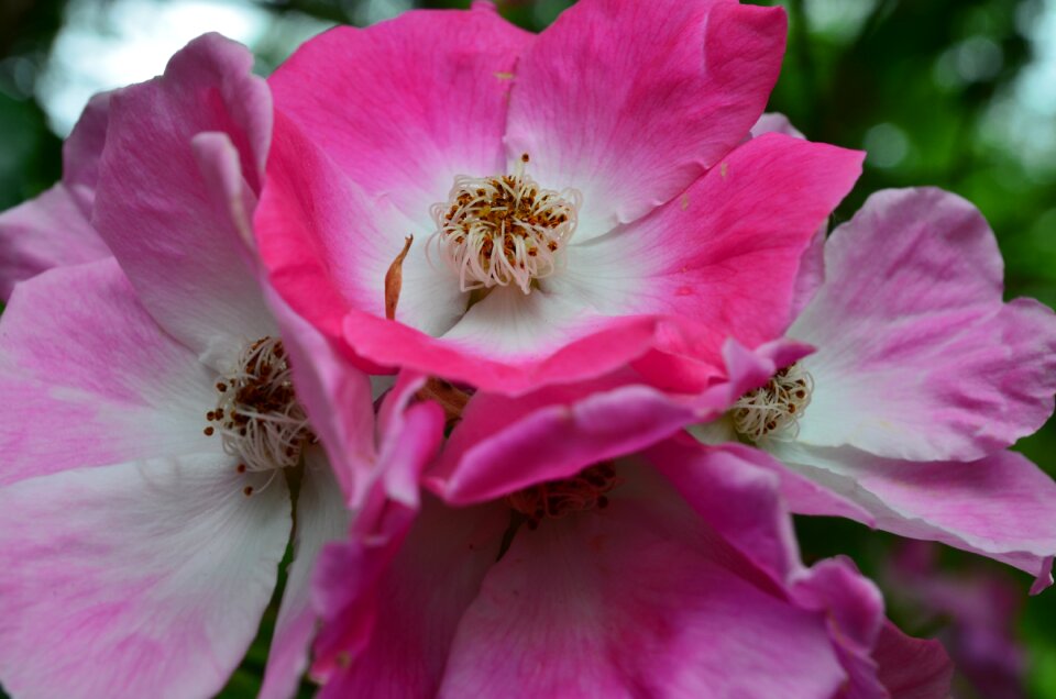 Rosa petal nature
