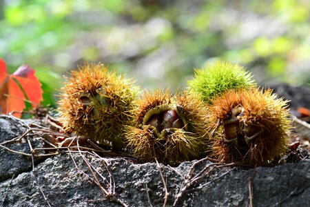 Autumn night chestnut