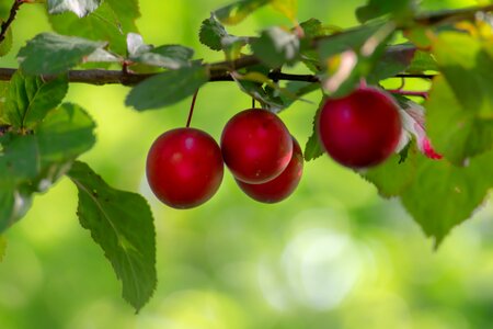 Healthy red nature