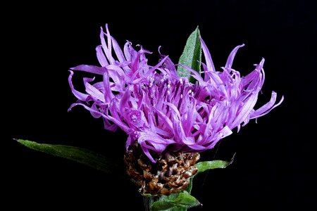 Macro purple flower wild flower