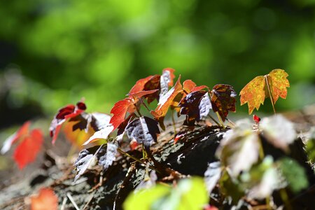 Nature forest leaf photo