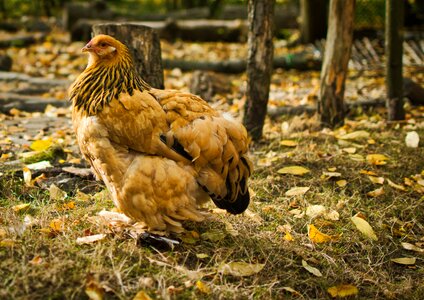 Poultry bird agriculture photo