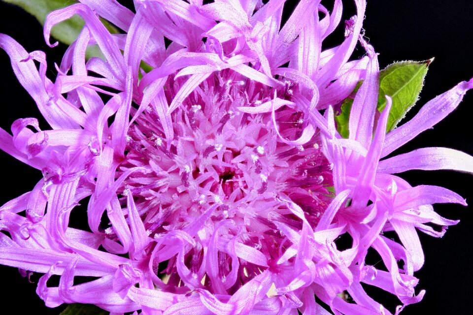 Macro purple flower wild flower