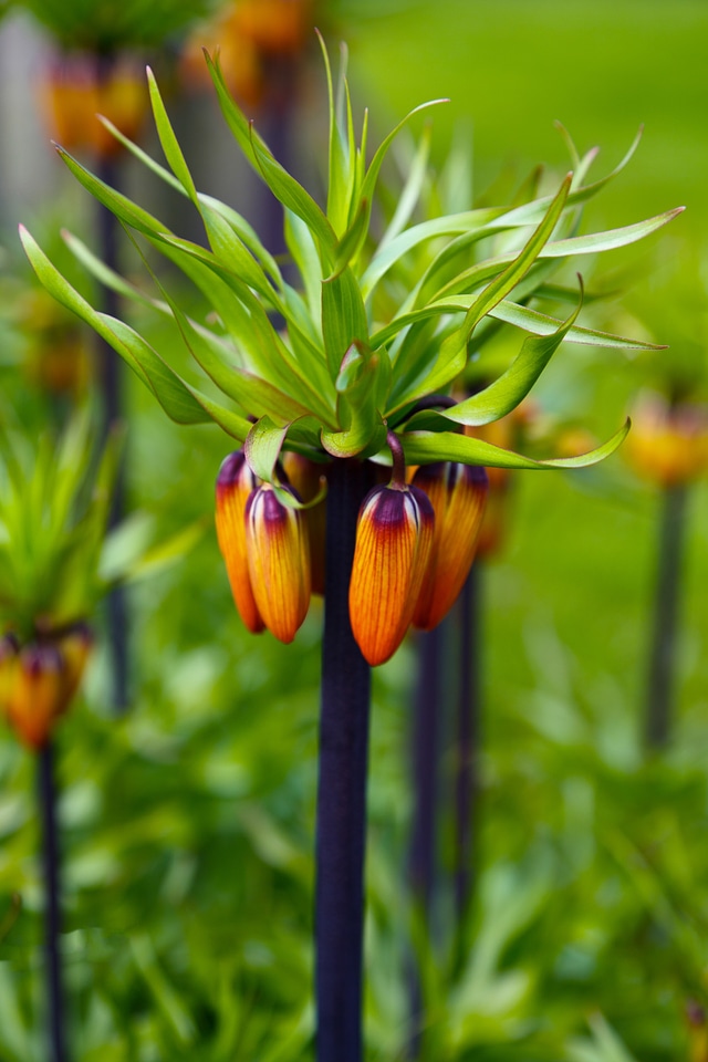 Orange crown imperial