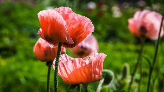 Pink petals summer