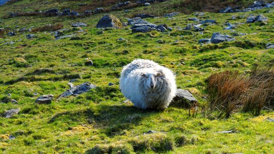 Animal meadow tourism
