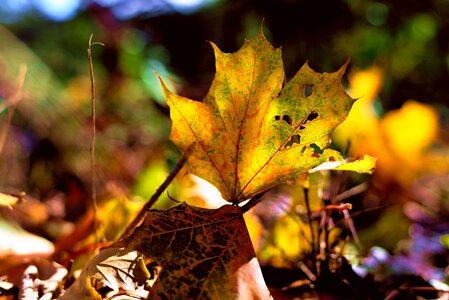 Fall color autumn colours leaves photo
