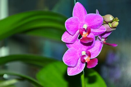 Bloom butterfly orchid flower photo