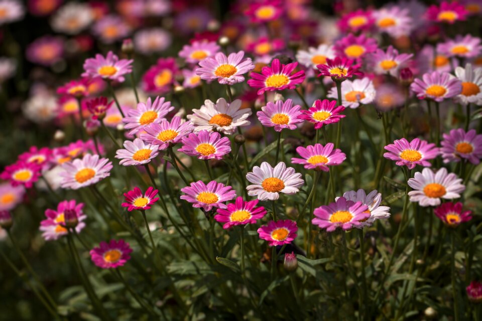 Petals pink general view
