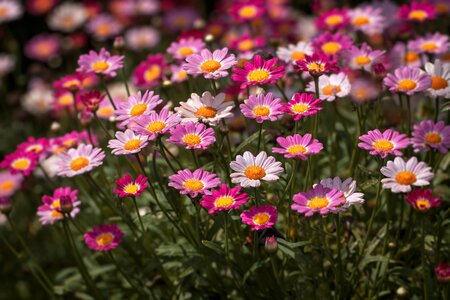 Petals pink general view
