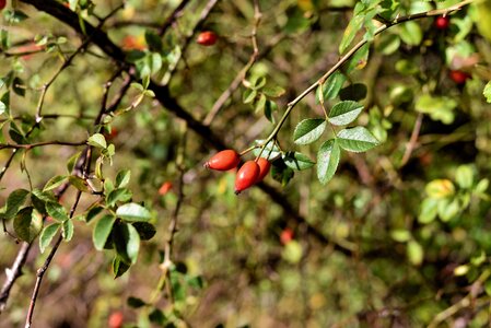 Nature autumn red