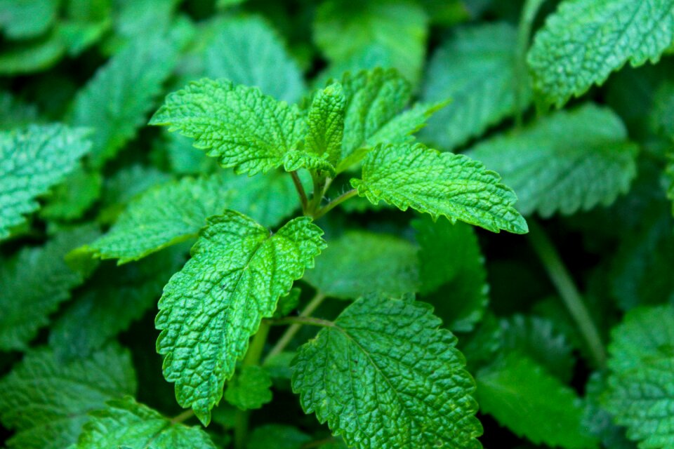 Melissa officinalis aromatic nature