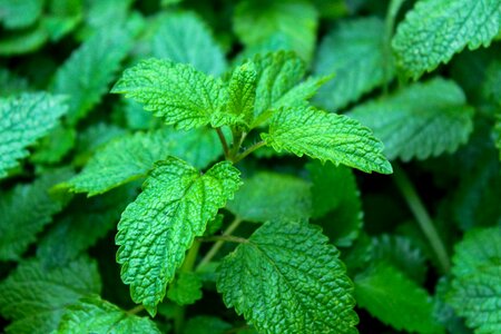 Melissa officinalis aromatic nature