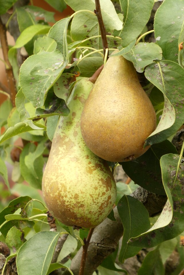 Food healthy fruits
