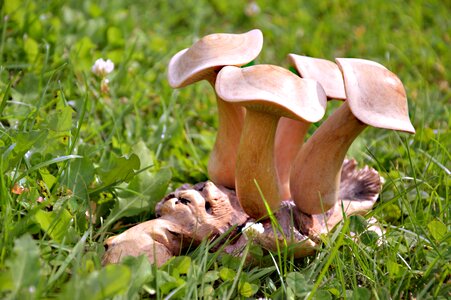 Holzfigur mushroom meadow